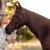 Equine Portrait Session | _MLB9194.jpg